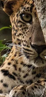 Leopard peeking from behind a tree in the wild, with a piercing gaze.