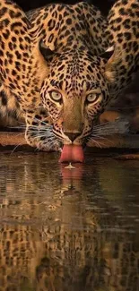 Leopard drinking water mobile wallpaper with nature backdrop.