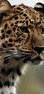 Close-up of a leopard's face showing its natural beauty.