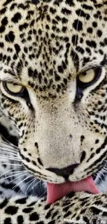 Close-up of leopard licking paw, showcasing detailed fur patterns.