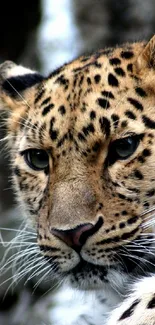 Close-up of a leopard resting with a natural backdrop.