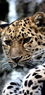 Close-up of a leopard in its natural habitat with a focused, intense gaze.