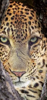 Close-up of leopard face peering through tree in stunning nature wallpaper.