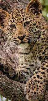 Leopard cub resting on a tree branch in the wild.