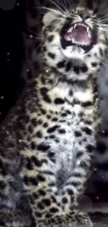 Leopard cub with mouth open roaring on a dark background.