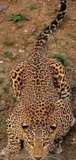 Leopard drinking water by river in the wild, showcasing its spotted coat.