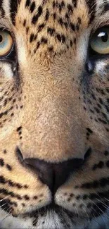 Close-up of a leopard's face with striking eyes.