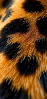 Close-up of leopard fur pattern wallpaper.
