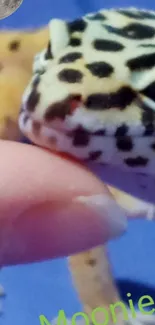 Close-up of a vibrant leopard gecko on a blue background.