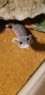 Leopard gecko on sandy terrain under rocks.