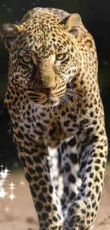 Leopard walking with stars in background.