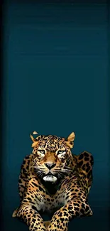 Leopard resting in a tunnel with a blue light background.