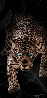 Leopard with intense blue eyes in a shadowy background.