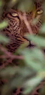 Leopard hidden among green leaves, staring intensely.