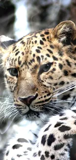 Close-up of a leopard resting with a blurred forest background.