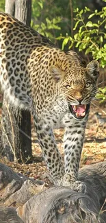 Leopard standing on a log in a dense forest.