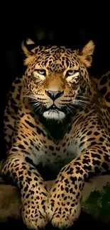 Majestic leopard in jungle setting, showcasing natural beauty.