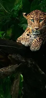 Leopard rests on a tree in a lush jungle setting, showcasing vibrant nature.