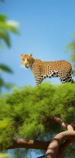 Leopard standing on a green tree branch under a blue sky.