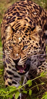 Leopard growling amidst lush greenery in the jungle.