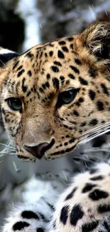 Close-up of a leopard with a focused gaze, surrounded by natural habitat.