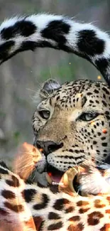 Leopard with a curled tail in natural setting.