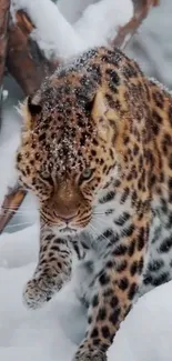 Majestic leopard walking in snowy forest, showcasing nature's beauty.