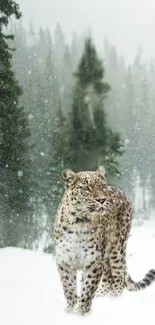 Leopard walking through snowy forest with green trees.