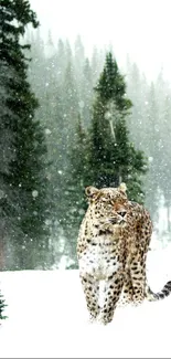 Leopard in a snowy forest with trees.