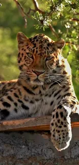 Majestic leopard basking in sunlight in a lush green forest setting.