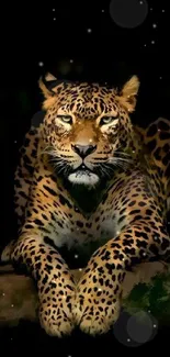 Majestic leopard lying in darkness with striking illumination.