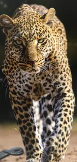 Majestic leopard in the wild walking forward on a sandy path.