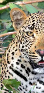 Leopard resting in lush green forest setting, showcasing its spotted coat.