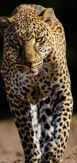 Majestic leopard walking with intense gaze on a natural trail.