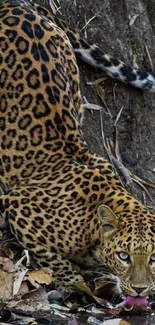 Leopard drinking water in a jungle setting, surrounded by dry leaves.