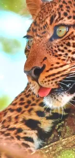 Majestic leopard relaxing in a tree.