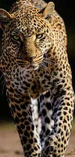 Majestic leopard prowling in natural habitat, perfect for mobile wallpaper.