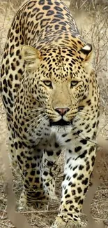 Stunning leopard prowling through a natural wilderness setting.