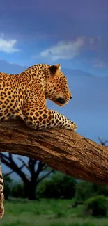 Leopard resting on tree with Mount Kilimanjaro in background.