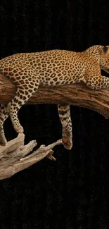 Leopard resting on a tree branch against a dark background, perfect for phone wallpaper.