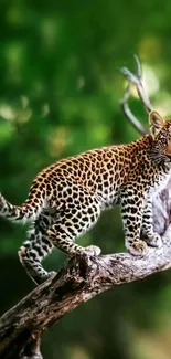 Leopard standing on a tree branch in a lush green jungle.