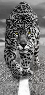 Black and white leopard with yellow eyes walking on a road.