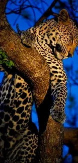 Leopard resting on a tree with a blue twilight backdrop.