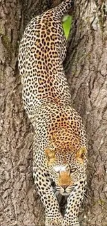 Leopard descending a tree in a natural setting on mobile wallpaper.