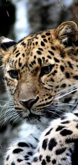 Close-up of leopard's face, showcasing its spots and intense gaze.