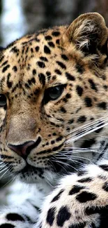 Close-up portrait of a leopard with a spotted coat.