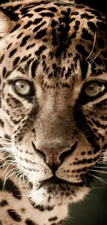 Close-up leopard portrait on dark background.