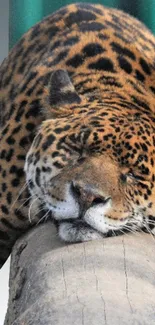 Leopard resting peacefully on a log.