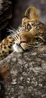 Leopard relaxing on a tree with intricate bark texture.