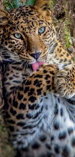 Leopard resting with tongue out in forest.